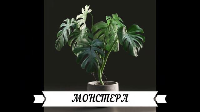Самые ПРОСТЫЕ в уходе комнатные цветы. Неприхотливые комнатные  цветы.