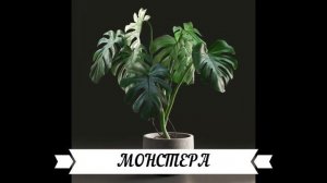 Самые ПРОСТЫЕ в уходе комнатные цветы. Неприхотливые комнатные  цветы.