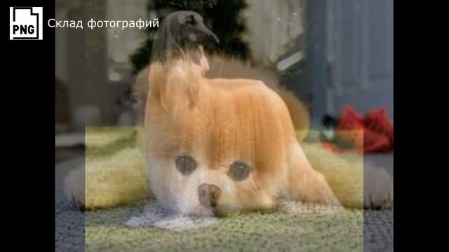 САМЫЕ красивые породы СОБАК в МИРЕ