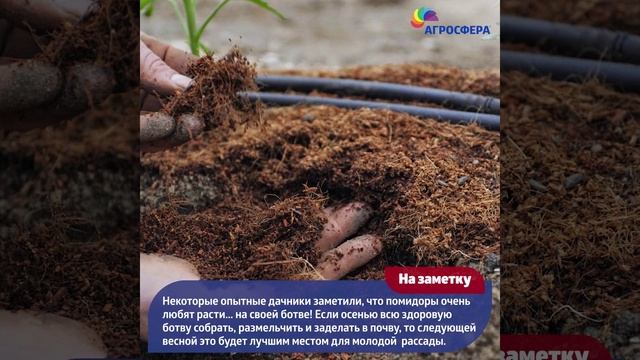 Семь дачных рекомендаций - #рассада томатов / агросфера.рф смотреть онлайн