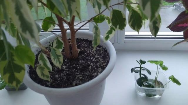 Испортилась погода/ Небольшие покупки вещей.
