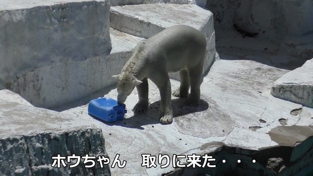 元気ですよ‼ホウちゃん世界に笑顔を提供💗暑さなんか吹っ飛ばせ【天王寺動物園】 смотреть онлайн