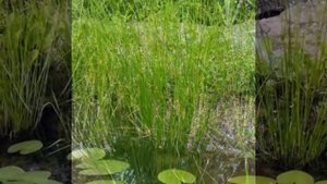 Ситник развесистый  Juncus effusus