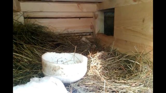 Крольчиха готовит гнездо для окрола. смотреть онлайн