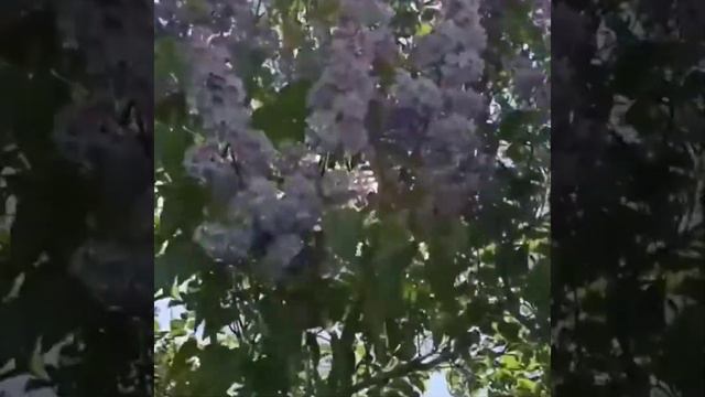 Там где цветёт за окошком весна смотреть онлайн