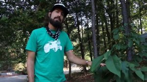 Growing Paw Paw Trees in Georgia @ Urban Sprout Farms