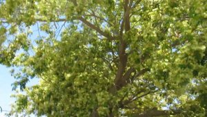 Альбиция  ленкоранская!Albizia.Кирьят-Ям.Израиль.