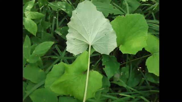 Первоцветы. Ознакомление дошкольников с окружающим миром. смотреть онлайн