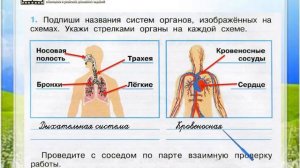 Задание 1 Дыхание и кровообращение - Окружающий мир 3 класс (Плешаков А.А.) 1 часть