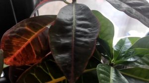 Универсальное средство для комнатных растений ??