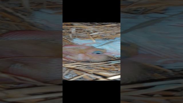 Недельные птенцы Голубей