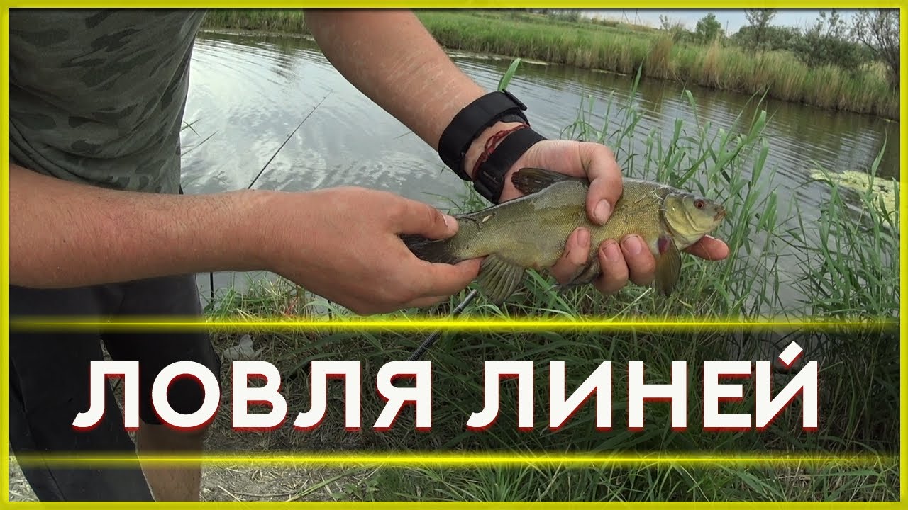 Ловля линей на поплавочную удочку,  на перловку и червя с кукурузой