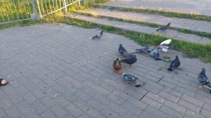 А я хочу а я хочу опять, по крышам бегать голубей гонять