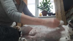 Паралич задних лап у Джек Рассел