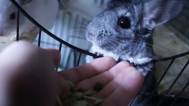 Дневное кормление шиншилл