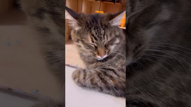 Кошка прикол