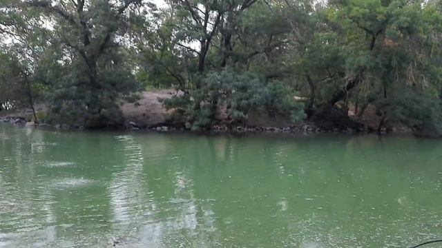 Прогулка по заповеднику Аскания-Нова/ Животные в Аскания-Нова смотреть онлайн