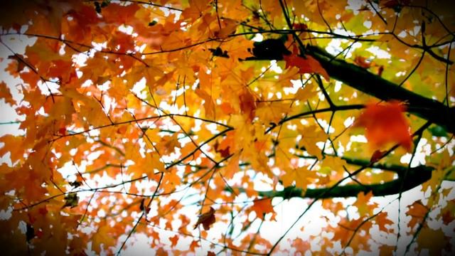 Моей душе покоя нет Cover смотреть онлайн