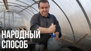 Обработка смородины ранней весной | народный способ | хозяйственное мыло (эксперимент)