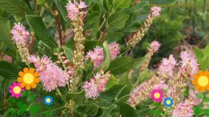 Клетра ольхолистная Пинк спайр. Краткий обзор, описание характеристик clethra alnifolia pink spire