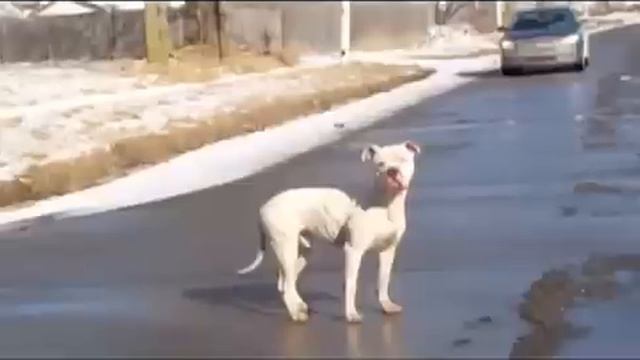 Detroit Dog Rescue смотреть онлайн