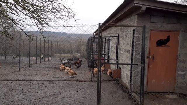 кормление кур зимой для племеной птицы