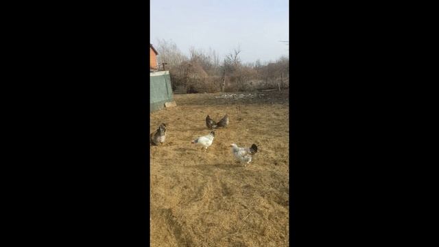 Курочки на прогулке смотреть онлайн