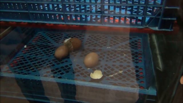 вывод цыплят кобб 500 Словакия и несушка родонит смотреть онлайн