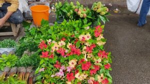 Indian Largest Flowers Plant Market | Deshi Hibiscus, Lucky Bamboo & Cactus Plant | Galiff Street