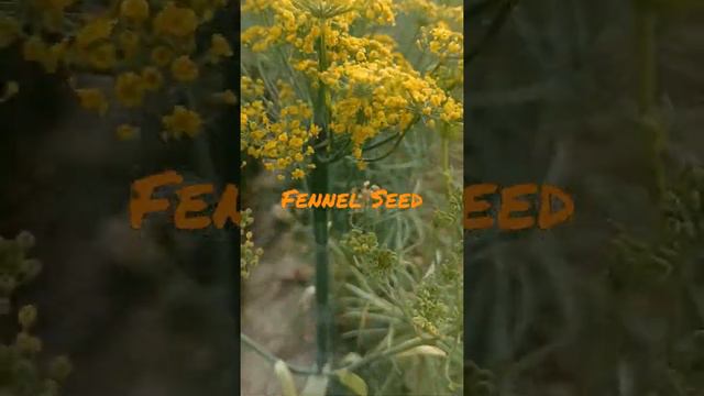 Fennel Seed plants nature of world 🌎