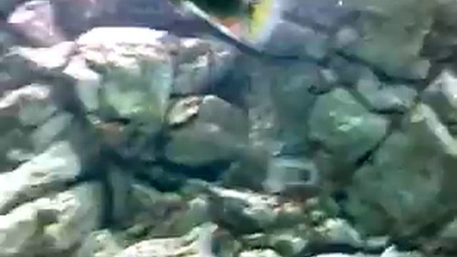 Tyrannochromis смотреть онлайн