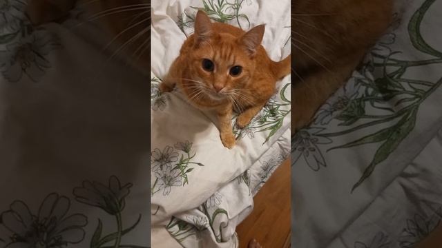 Кот Рыжик, на кровати, животные