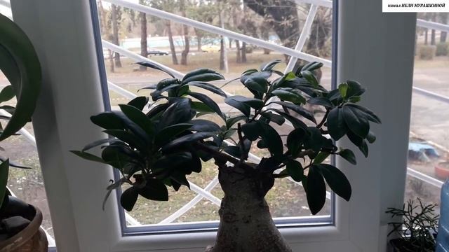 ФИКУС Маклейн (Фикус Гинсенг, Микрокарпа, Фикус бонсай). Успешный результат после обрезки. смотреть онлайн