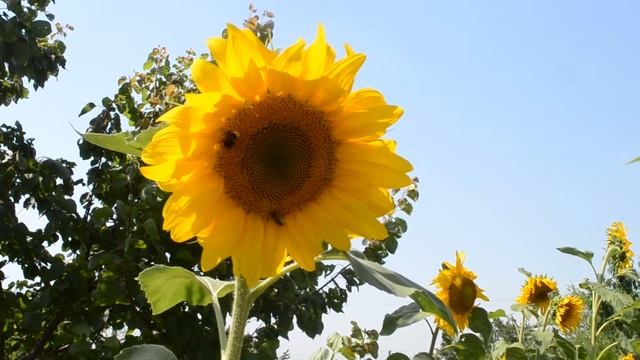 Подсолнухи! Обожаю подсолнухи! Природа ! смотреть онлайн