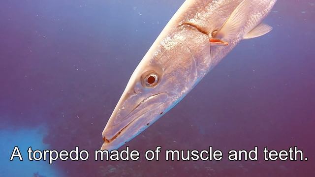 Giant barracuda attacks with torpedo like speed смотреть онлайн