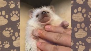 Ежик приколы. Ежик смешная озвучка ЕЖИК ВИДЕО