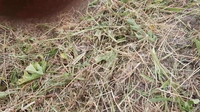 Арбузы как сорняки смотреть онлайн