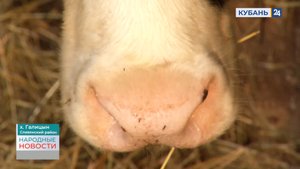 Галицын | Народные новости