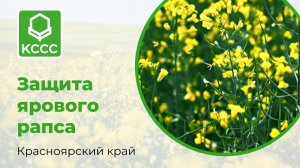 Комплексная система защиты ярового рапса в Красноярском крае