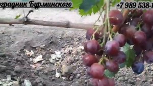 НОВИНКА!!! ГФ. Винограда ФАНФАН ТЮЛЬПАН (Калугин В.М.).