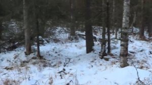 Охота на Соболя и Куницу капканами. Сезон 2020-2021.