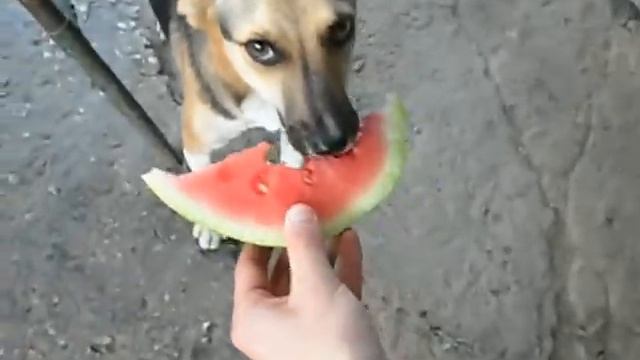 Поедание арбуза Бобиком))))) смотреть онлайн