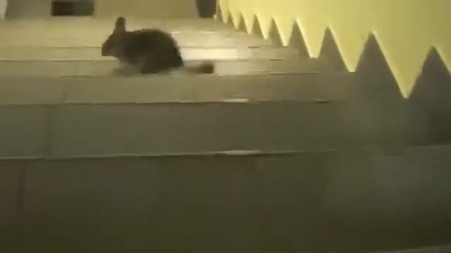 Шиншилла и лестница!