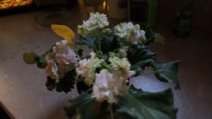 Сорт фиалки ЛЕ-флирт