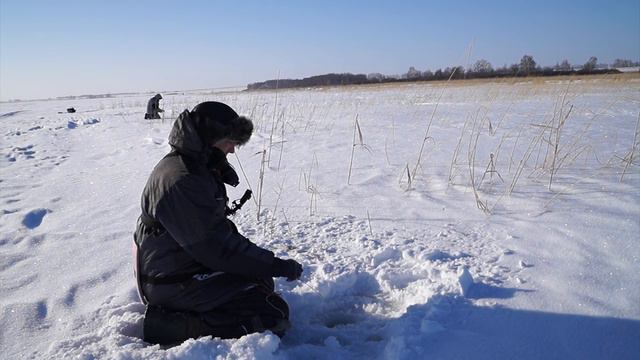 Окунь в камышах