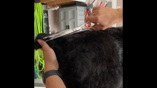 Grooming BRT - bum tail area and top line Black Russian Terrier grooming at home смотреть онлайн