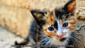 Котенок с улицы: что делать в первую очередь