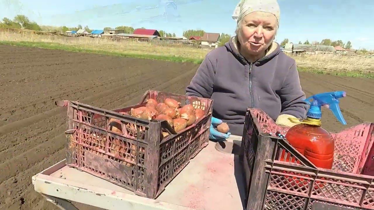 Посадка картофеля 2023