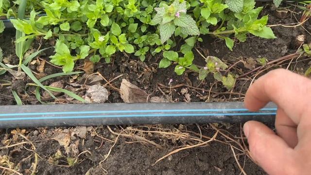 Малинник / Устройство капельного полива смотреть онлайн