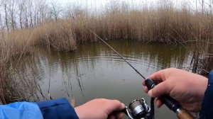 Караси и сазанчики на спиннинг,ранней весной . Мормышинг
